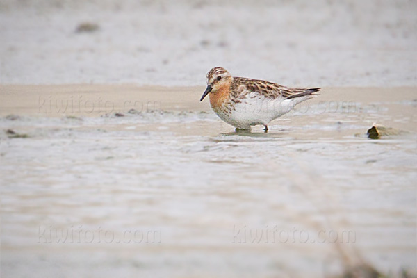 Red-necked Stint Image @ Kiwifoto.com