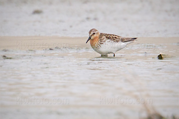 Red-necked Stint Photo @ Kiwifoto.com