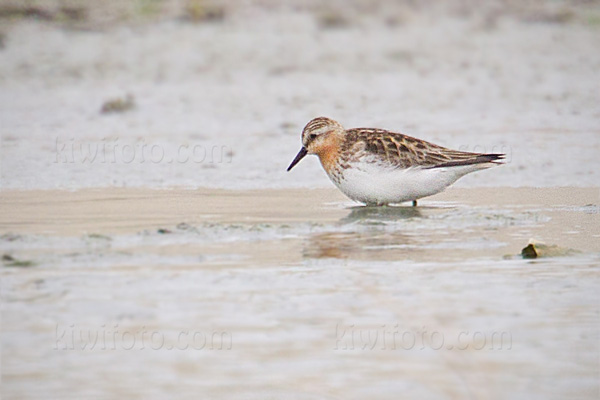 Red-necked Stint Photo @ Kiwifoto.com
