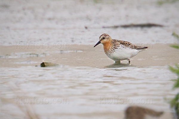 Red-necked Stint Image @ Kiwifoto.com