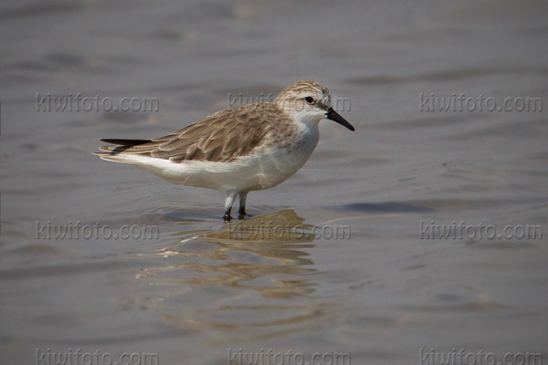 Red-necked Stint Photo @ Kiwifoto.com