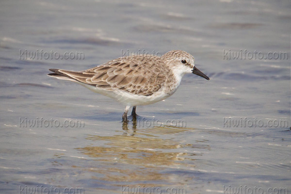 Red-necked Stint Image @ Kiwifoto.com