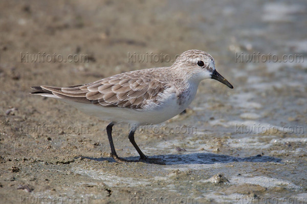 Red-necked Stint Picture @ Kiwifoto.com