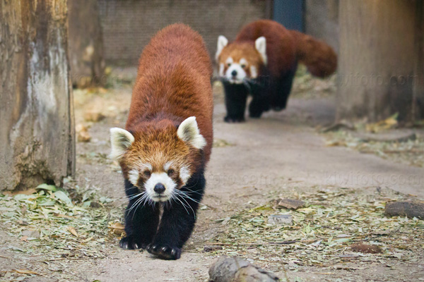 Red Panda Image @ Kiwifoto.com