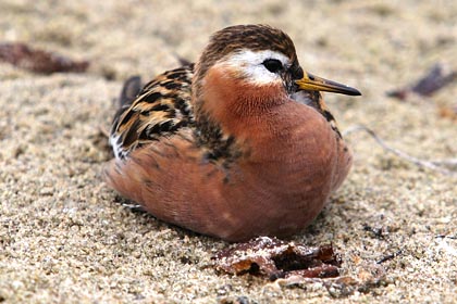 Red Phalarope Photo @ Kiwifoto.com