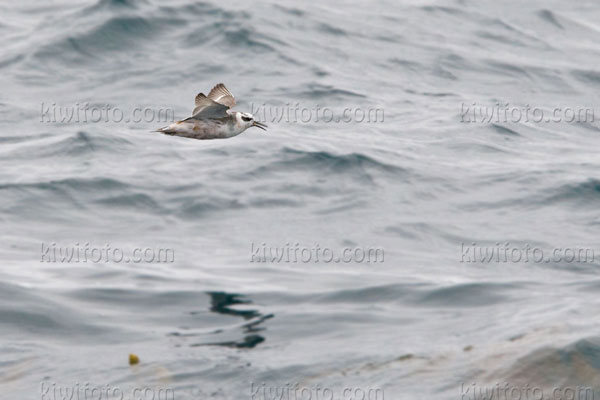 Red Phalarope Photo @ Kiwifoto.com