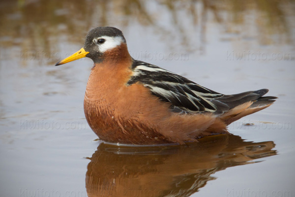 Red Phalarope Image @ Kiwifoto.com