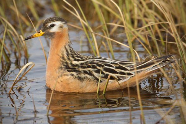 Red Phalarope Image @ Kiwifoto.com