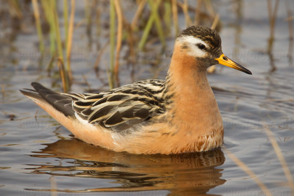 Red Phalarope Photo @ Kiwifoto.com