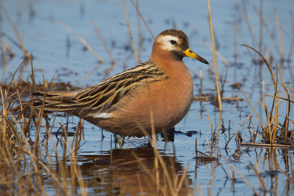 Red Phalarope Picture @ Kiwifoto.com