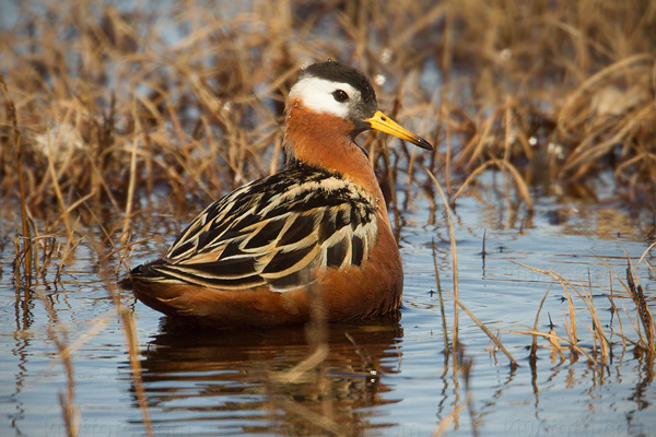 Red Phalarope Photo @ Kiwifoto.com