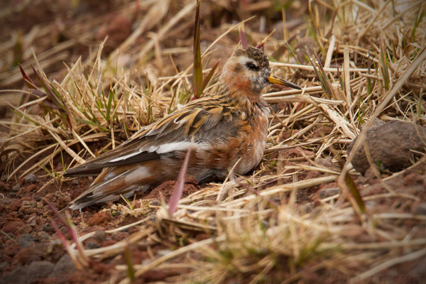 Red Phalarope