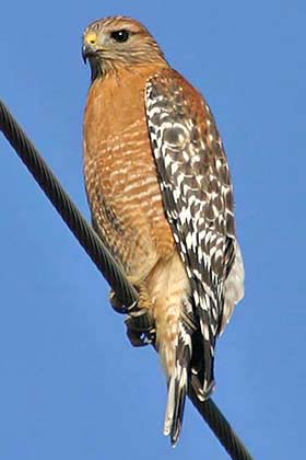 Red-shouldered Hawk Image @ Kiwifoto.com
