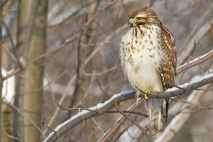 Red-shouldered Hawk (Eastern juvenile)