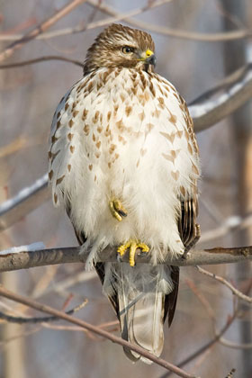 Red-shouldered Hawk (Eastern juvenile)
