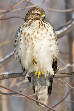 Red-shouldered Hawk (Eastern juvenile)