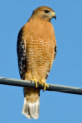 Red-shouldered Hawk