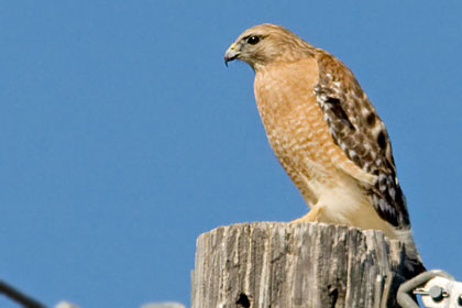 Red-shouldered Hawk (Eastern Race)