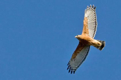 Red-shouldered Hawk