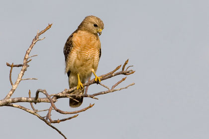 Red-shouldered Hawk (Florida race)