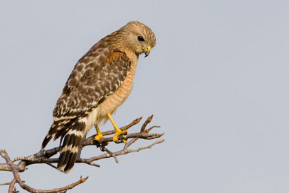 Red-shouldered Hawk (Florida race)