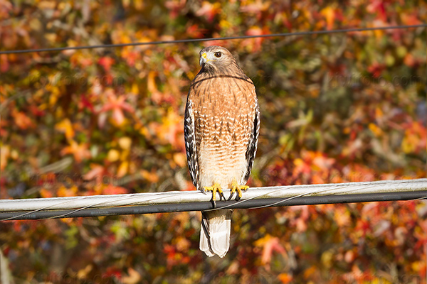 Red-shouldered Hawk Picture @ Kiwifoto.com