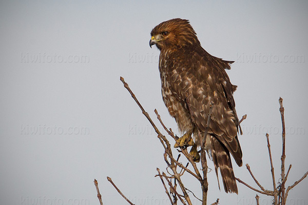 Red-shouldered Hawk (juvenile)