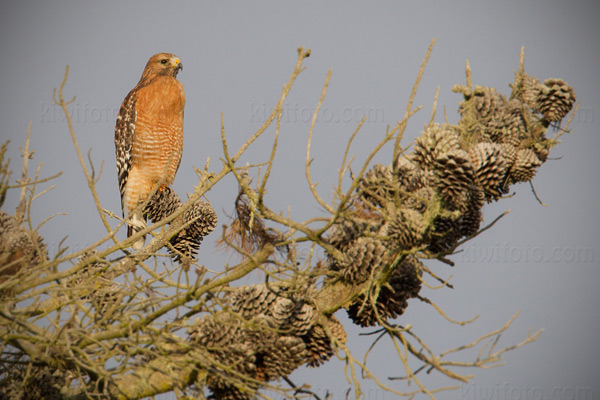 Red-shouldered Hawk Picture @ Kiwifoto.com