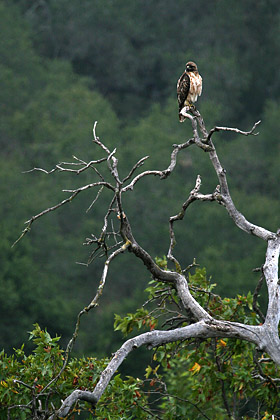 Red-tailed Hawk Photo @ Kiwifoto.com