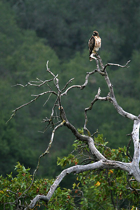 Red-tailed Hawk Image @ Kiwifoto.com