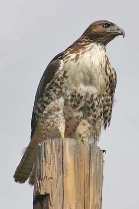 Red-tailed Hawk Image @ Kiwifoto.com