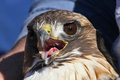 Red-tailed Hawk Photo @ Kiwifoto.com