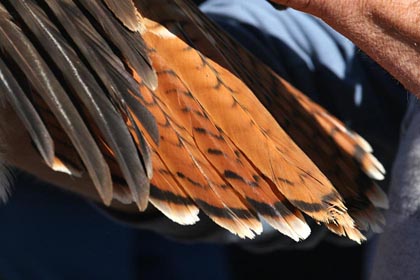 Red-tailed Hawk Photo @ Kiwifoto.com