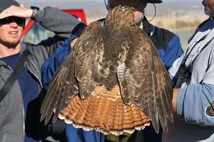 Red-tailed Hawk Picture @ Kiwifoto.com