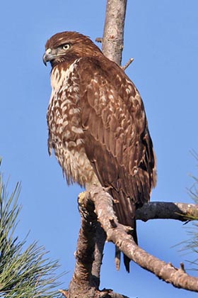 Red-tailed Hawk Image @ Kiwifoto.com
