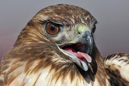 Red-tailed Hawk Photo @ Kiwifoto.com