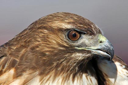 Red-tailed Hawk Photo @ Kiwifoto.com