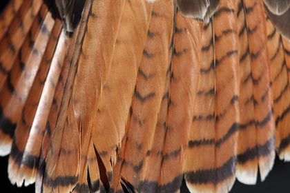 Red-tailed Hawk Image @ Kiwifoto.com