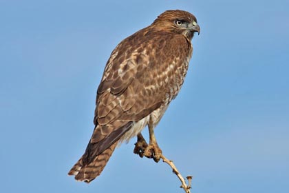 Red-tailed Hawk Picture @ Kiwifoto.com