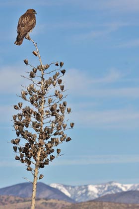 Red-tailed Hawk Image @ Kiwifoto.com