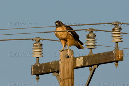 Red-tailed Hawk Picture @ Kiwifoto.com