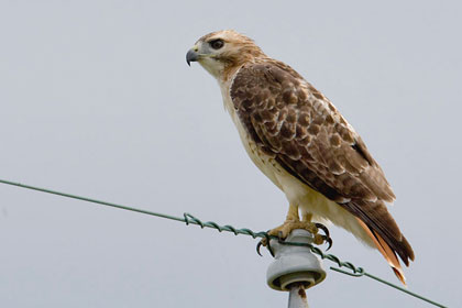 Red-tailed Hawk Picture @ Kiwifoto.com