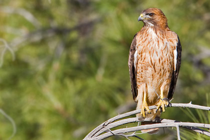 Red-tailed Hawk Image @ Kiwifoto.com