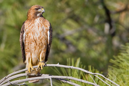 Red-tailed Hawk