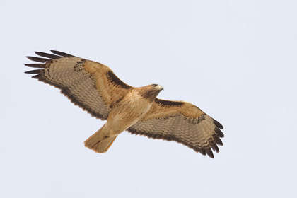 Red-tailed Hawk