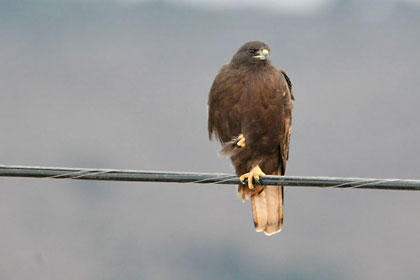 Red-tailed Hawk Picture @ Kiwifoto.com