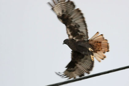 Red-tailed Hawk Image @ Kiwifoto.com