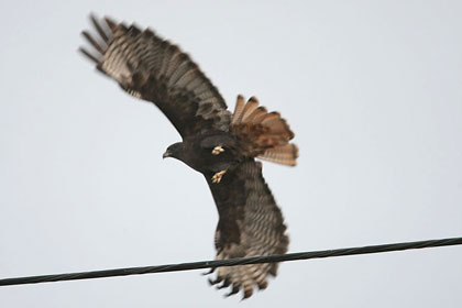 Red-tailed Hawk Photo @ Kiwifoto.com