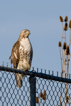 Red-tailed Hawk Image @ Kiwifoto.com