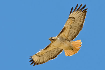 Red-tailed Hawk